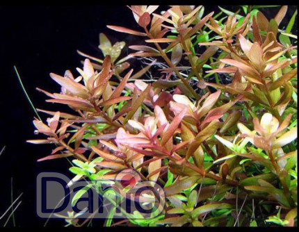 ИМ Danio Ротала індійська (M-20см) (ціна за 20 шт) - Картинка 1