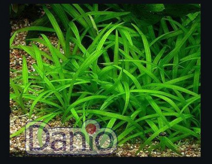 ИМ Danio Стрілолист шилоподібний (Sagittaria subulata) розмір - S - Картинка 1