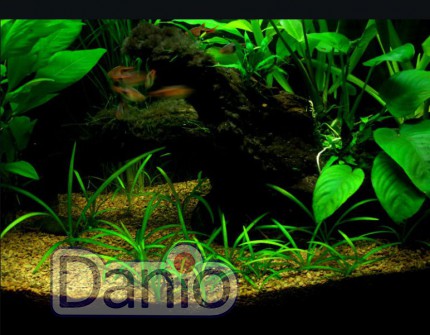 ИМ Danio Стрілолист шилоподібний (Sagittaria subulata) розмір - S - Картинка 2