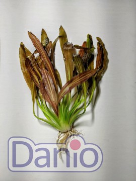 Эхинодорус Горемана красный Echinodorus horemannii red