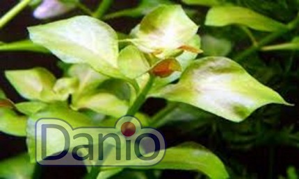 Людвигия болотная зеленая Ludwigia palustris Green