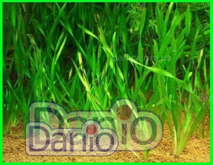 Валлиснерия (Vallisneria americana)  размер — L